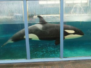 Morgan, the captive Killer Whale in Dutch marine park