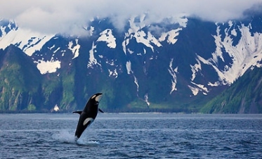 A beautiful, wild Killer Whale breaches.