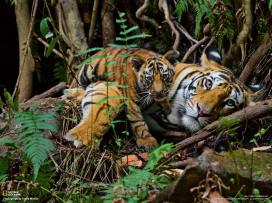 Baby and Mum Tigers