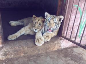Tiger and lion cub at Predator's Pride