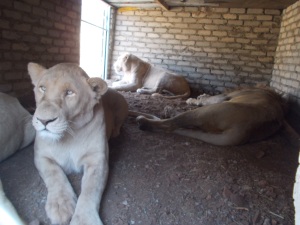 The white lions we thought may have been drugged :(