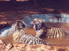 Jasmine & Pi, Bubba Tigers