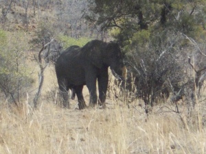 Bull elephant at Pilansberg National Park